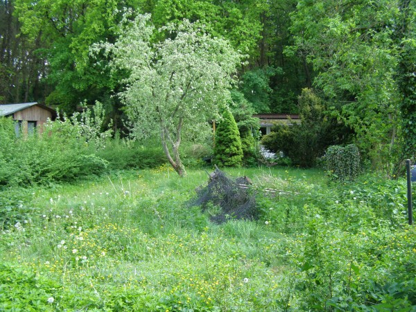 Blick zur Ruine neues Gelaende 2010