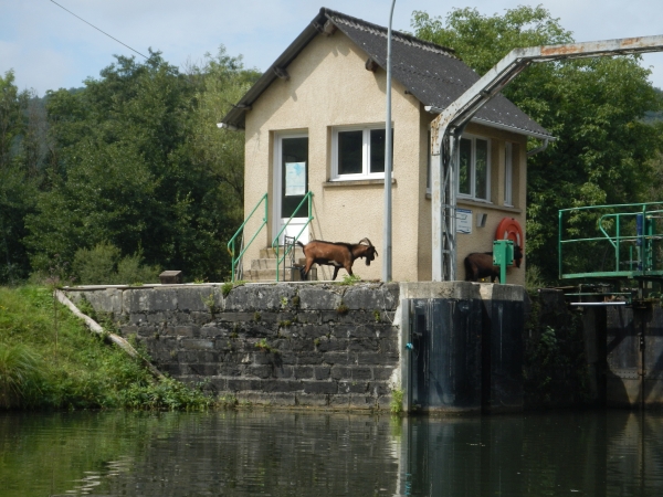 Schleuse mit Ziegenbock Maas 2017