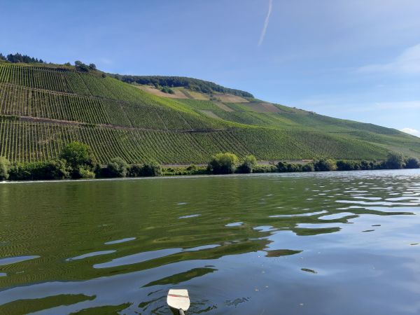 Weinberge an der Mosel 2021