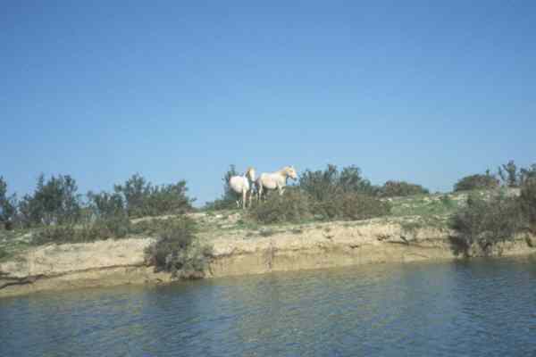 Camargue Pferde